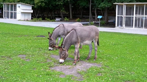 Donkeys Grazing in a Field Stock Footage 293236204