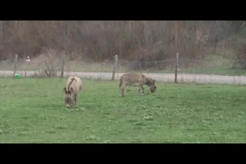 Donkeys grazing Stock Footage 7762105