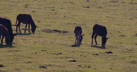Donkeys grazing in the meadow Stock Footage 255978375