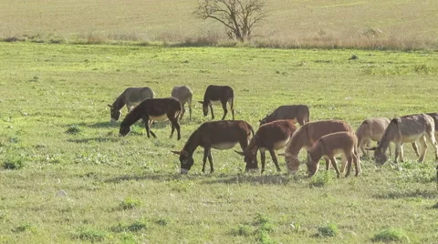 Donkeys grazing on pasture Stock Footage 56434176