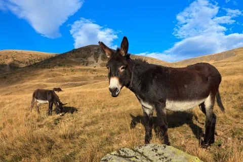 Donkeys grazing Stock Photos