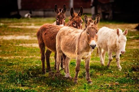 Donkeys grazing Stock Photos