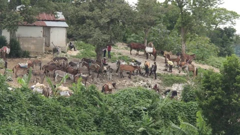 Donkeys on a hillside Stock Footage 83735161
