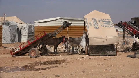Donkeys inside the Zaatari refugee camp for displaced Syrians in Jordan Stock Footage 71530325