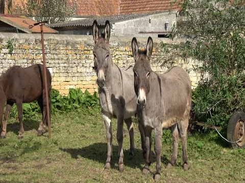 Donkeys interested by a camera Video stock 76909120