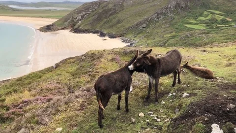 Donkeys in Ireland Stock Footage 103253510
