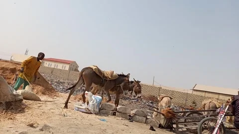 Donkeys Loaded With Pit Sand At Roadside Kano Nigeria Stock Footage 328221277