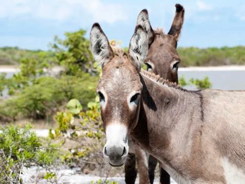 Donkey's look Stock Photos