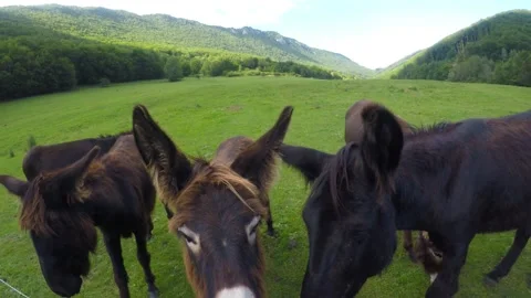 Donkeys in the meadow Stock Footage 146656435