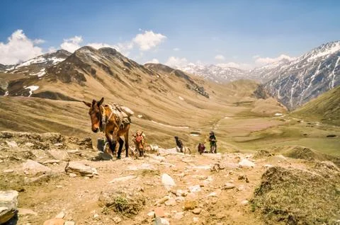 Donkeys in Nepal Stock Photos