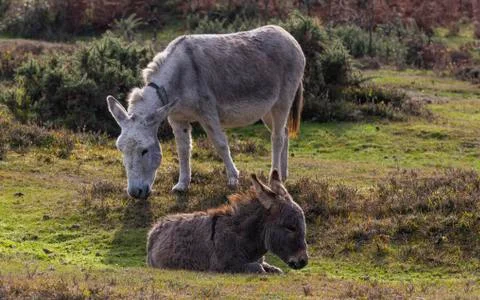 Donkeys New Forest Stock Photos