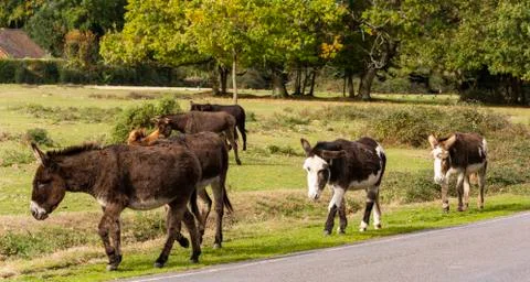 Donkeys New Forest Stock Photos