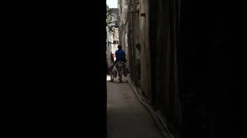 Donkeys in the old town, Lamu County, Lamu, Kenya Vidéo 292810049