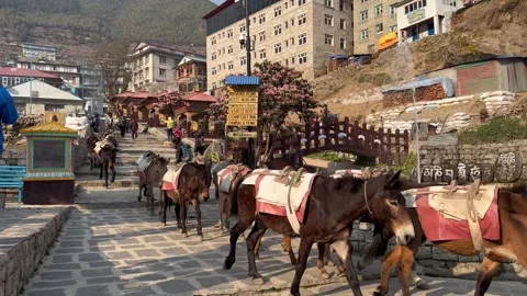 Donkeys passing through the streets of Namche Bazaar Stock Footage 285754368