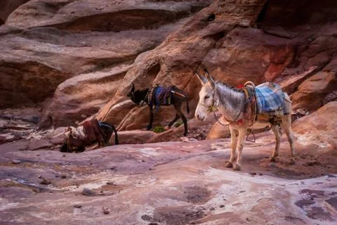 Donkeys on the path for Al Deir Monastery in Petra, Jordan, Middle East Stock Photos