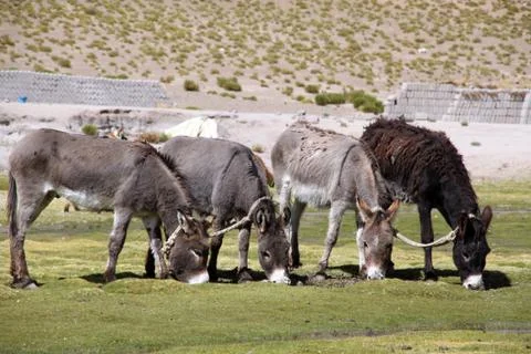 Donkeys Stock Photos