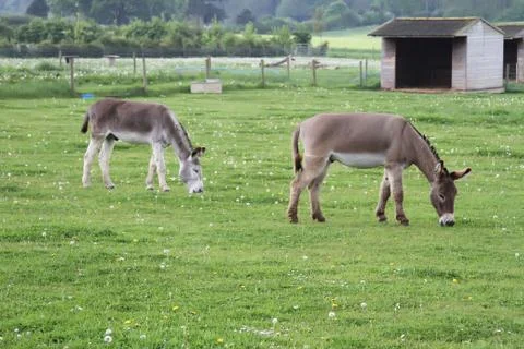 Donkeys Stock Photos