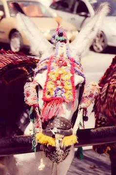 Donkeys Stock Photos