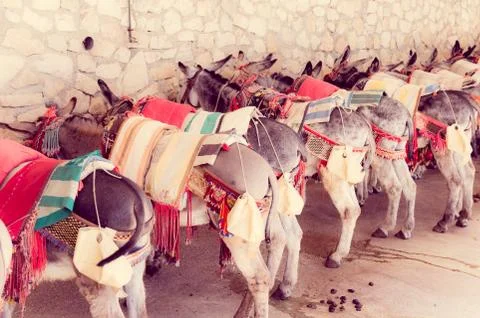 Donkeys Stock Photos