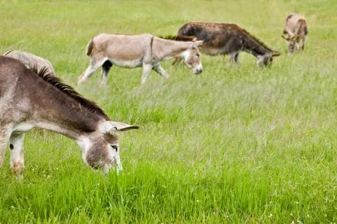 Donkeys Stock Photos
