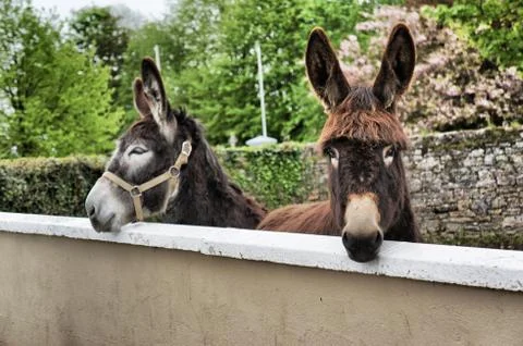 Donkeys Stock Photos