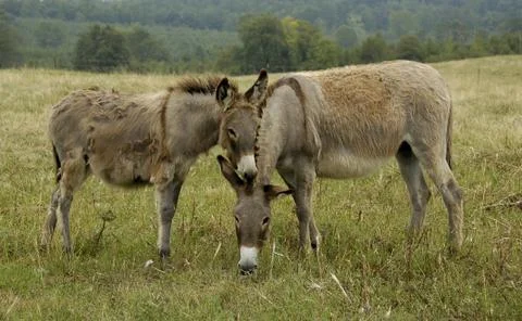Donkeys Stock Photos