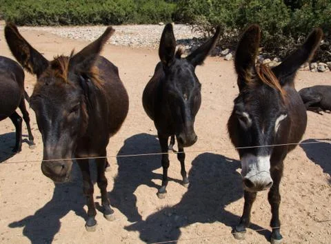 Donkeys Stock Photos