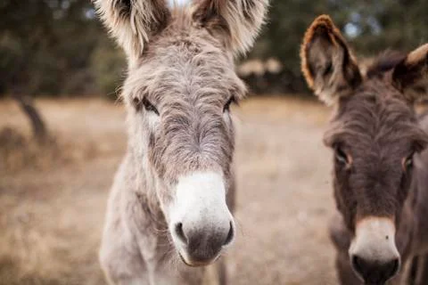 Donkeys Stock Photos
