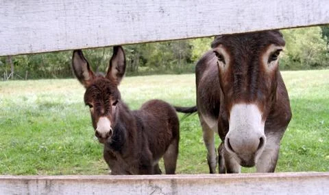 Donkeys Fotos de archivo