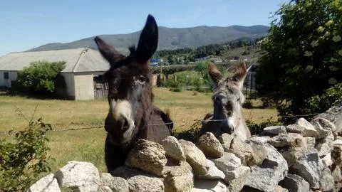 Donkeys Stock Photos