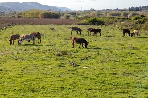 Donkeys Stock Photos