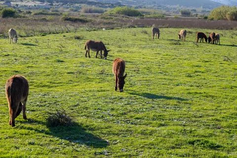 Donkeys Stock Photos