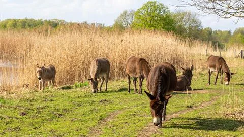 Donkeys Fotos Stock