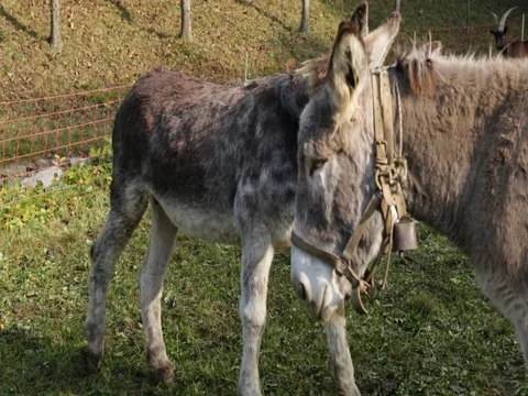 Donkeys playing 스톡 동영상 77801934
