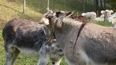 Donkeys playing Stock Footage 77801955