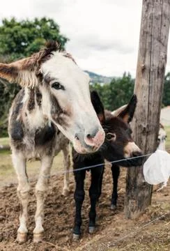 Donkeys portrait Stock Photos