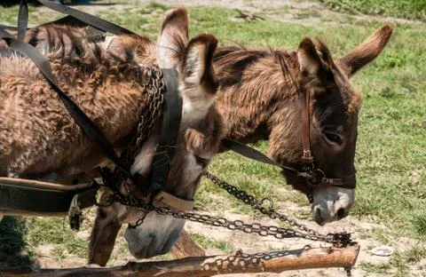 Donkeys pulling cart Stock Photos