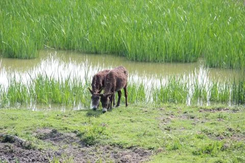 Donkeys in reservation Stock Photos