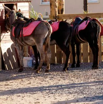 Donkeys resting at beach Stock Photos