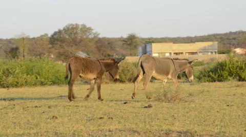 Donkey's roam freely through a rural village in Botswana Stock Footage 59555543