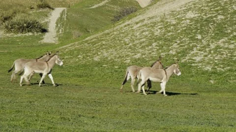 Donkeys run along base of hill Stock Footage 21362203