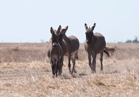 Donkeys run to the steppe Stock-Fotos