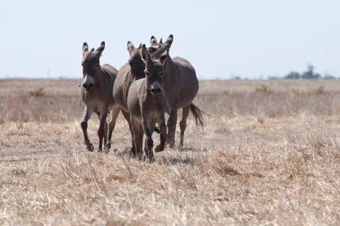 Donkeys run to the steppe Stock-Fotos