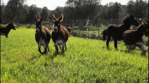 Donkeys running in slow motion Stock Footage 10916905