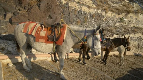 Donkeys in Santorini, Greece 스톡 동영상 100133514