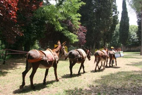 Donkeys in single file in the park Foto stock