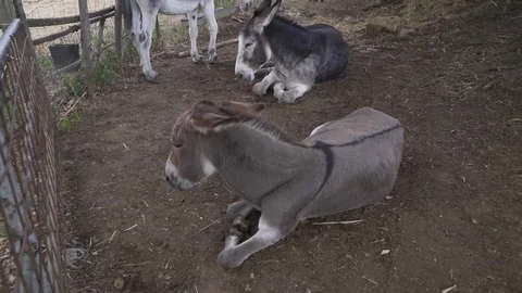 Donkeys sleeping in the farm yard Vídeo Stock 81207379