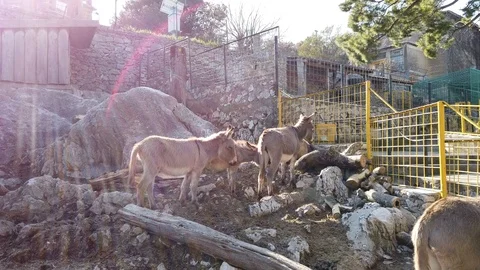 Donkeys in the Split Zoo 스톡 동영상 102620602