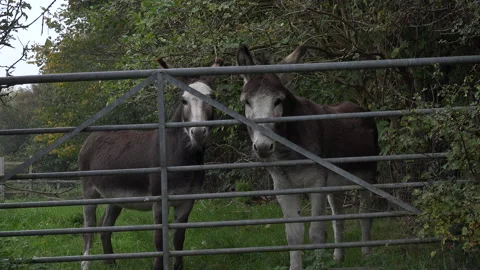 Donkeys standing behind gate in field UK 4K Stock Footage 143298764