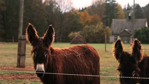 Donkeys standing in the field Stock Footage 152188280
